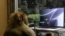 Monkey with a brain implant plays games