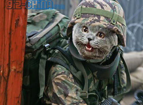 China Unleashes Cat Army  on Rodent Invaders Gizchina com