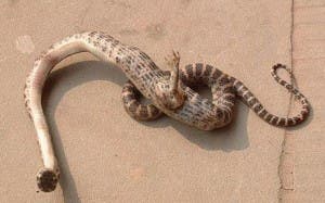 snake with leg china