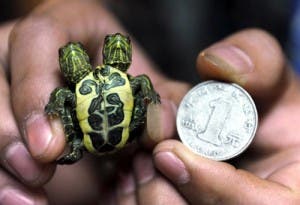 two headed baby turtle